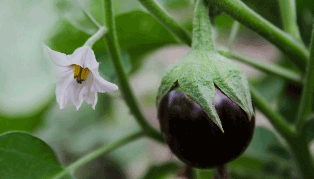 Aubergines non gratae aux USA: La mouche méditerranéenne fait toujours peur aux Américains Aubergines non gratae aux USA: La mouche méditerranéenne fait toujours peur aux Américains