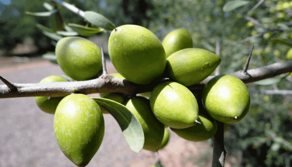 Arganiculture: De nouvelles ambitions en friche Arganiculture: De nouvelles ambitions en friche