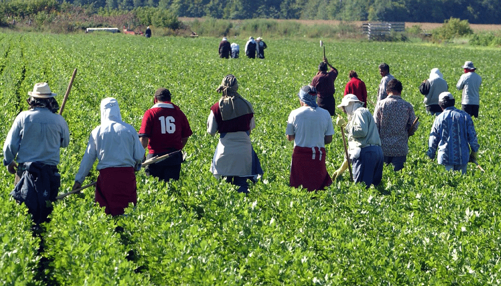 Le Portugal recrute 400 travailleurs marocains dans le secteur agricole Le Portugal recrute 400 travailleurs marocains dans le secteur agricole