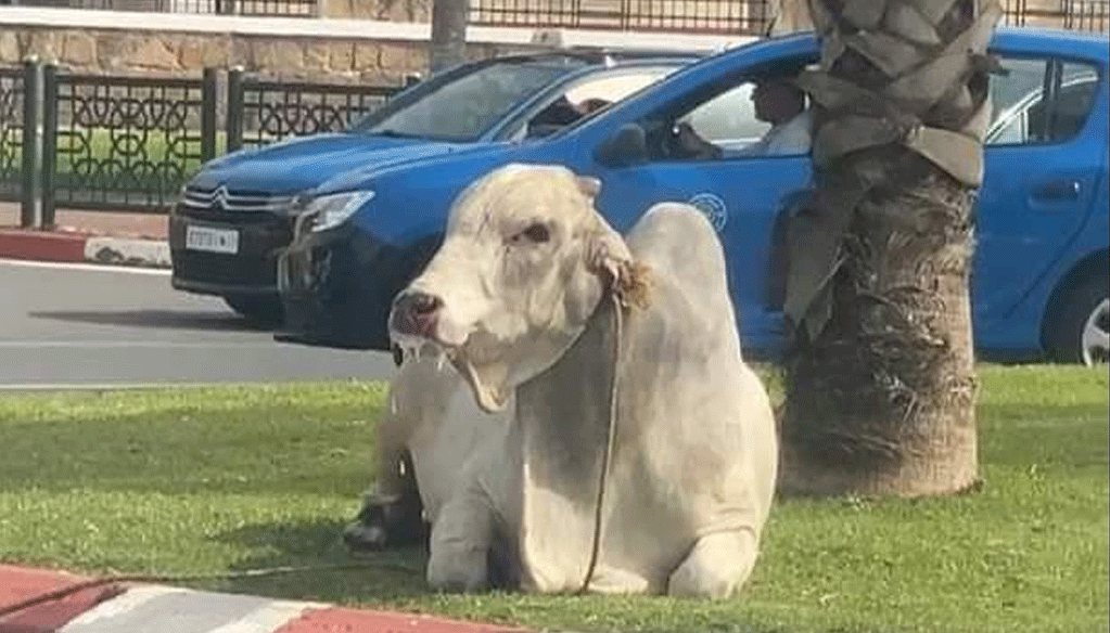 Affaire des zébus brésiliens: l’ambassade du Brésil au Maroc sort du silence Affaire des zébus brésiliens: l’ambassade du Brésil au Maroc sort du silence