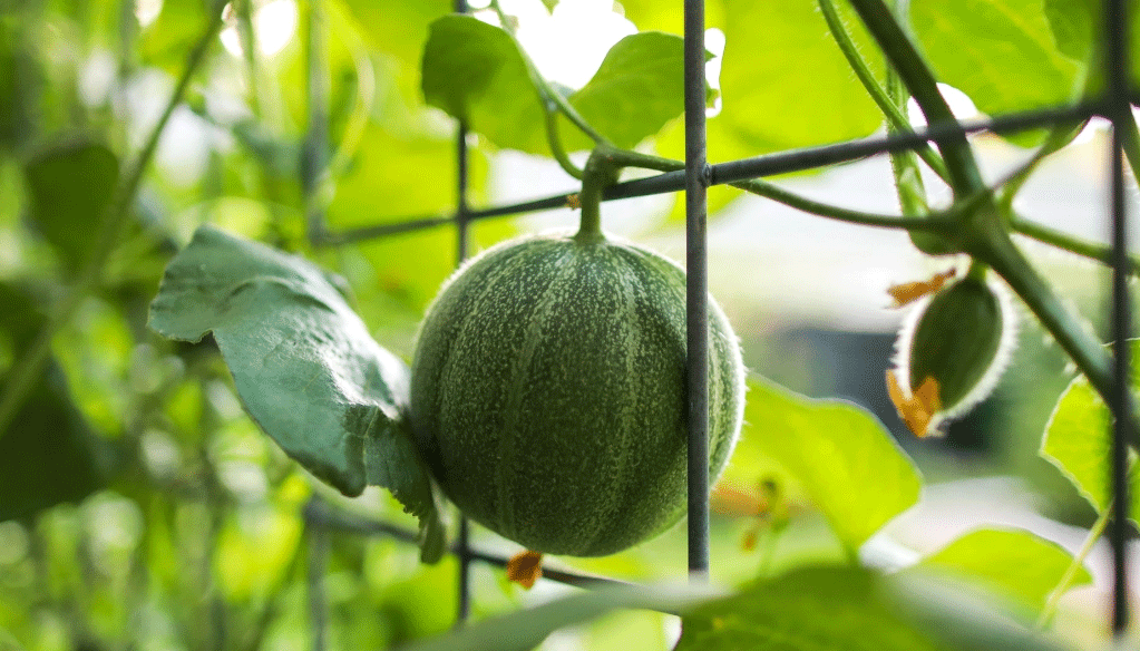 Quelles solutions pour la pérennisation des filières des fruits et légumes? Quelles solutions pour la pérennisation des filières des fruits et légumes