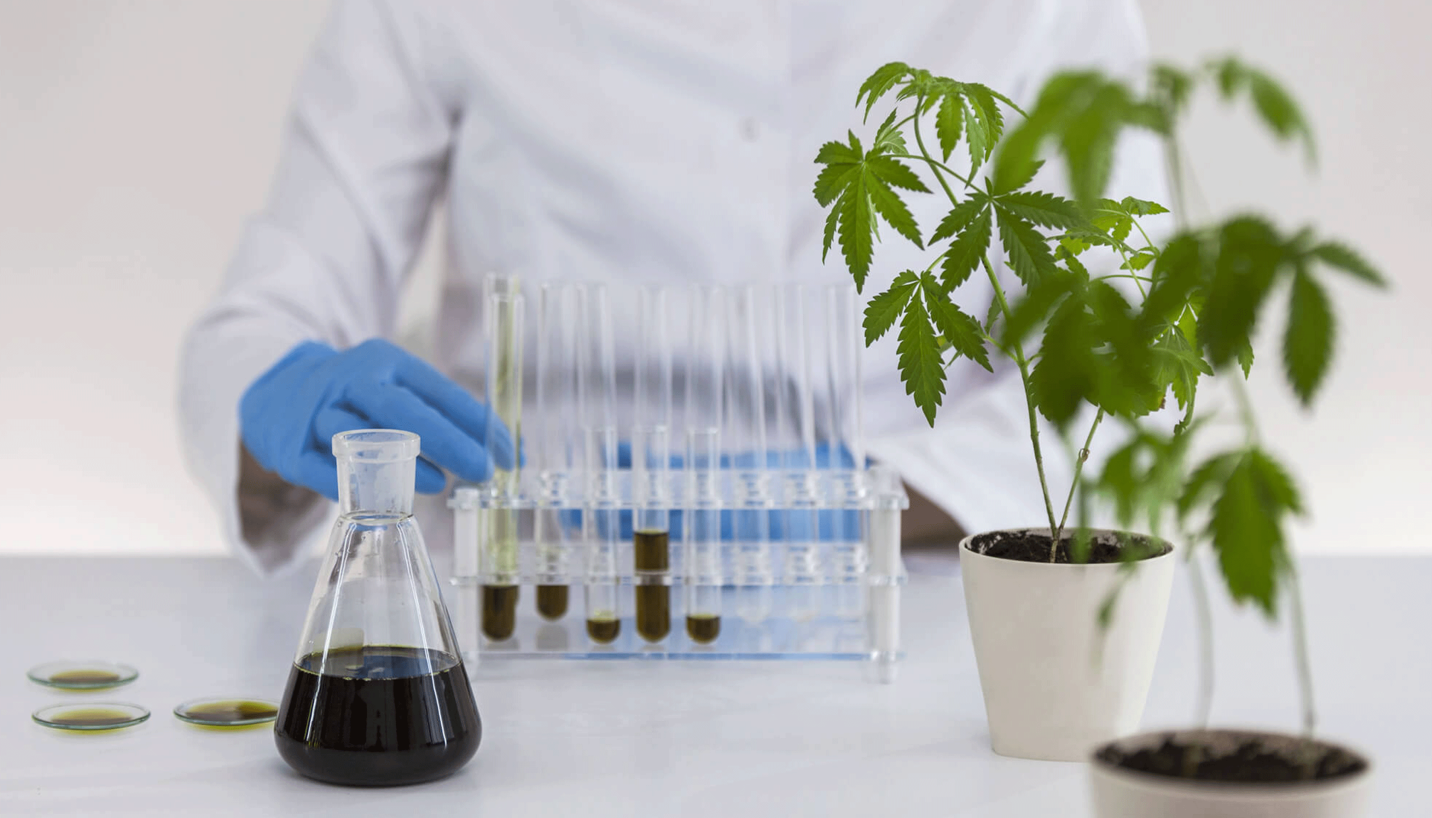 Cannabis : le premier Groupement d’intérêt économique du secteur voit le jour Cannabis : le premier Groupement d’intérêt économique du secteur voit le jour