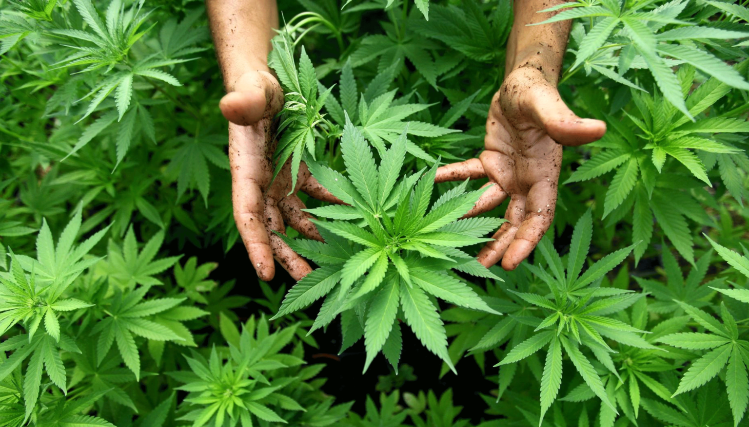 En 20 ans la superficie réservée à la culture du cannabis au Maroc s'est contracté de près de 80%